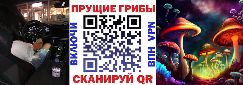 закладки  Иркутск  Галлюциногенные грибы Psilocybe 